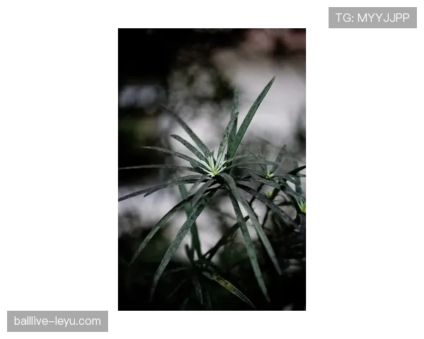 巴尔科拉是否昙花一现?持续表现力与成长潜力分析 巴尔科拉是否昙花一现?持续表现力与成长潜力分析